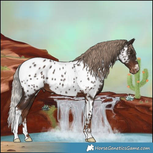Horse Color:Liver Chestnut Tobiano Appaloosa