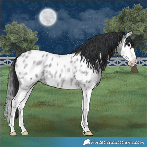 Horse Color:Blue Roan Sabino Splash Near Leopard
