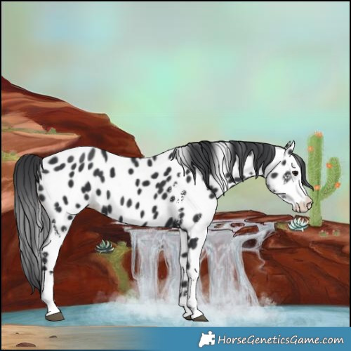 Horse Color:Black Sabino Near Leopard 