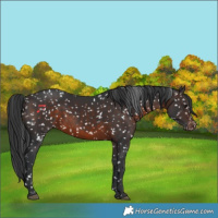 Horse Color:Brown Snowflake Varnish