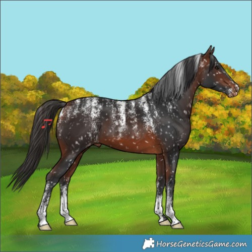 Horse Color:Powder White Bay Skewed Appaloosa 