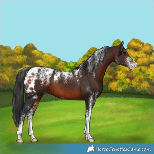 Horse Color:Powder White Brown Skewed Appaloosa