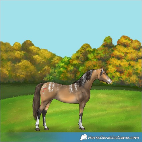 Horse Color:Powder White Buckskin Tobiano Skewed LP Spotted 