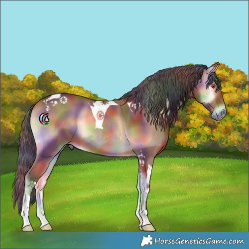 Horse Color:Nacre Bay Onyx Tobiano 