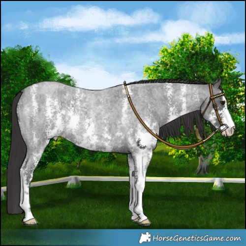 Horse Color:Smoky Blue Roan Sabino 