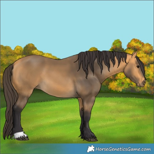Horse Color:Buckskin 