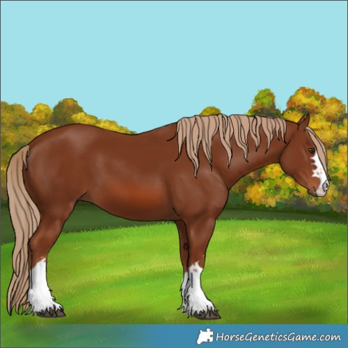 Horse Color:Chestnut 