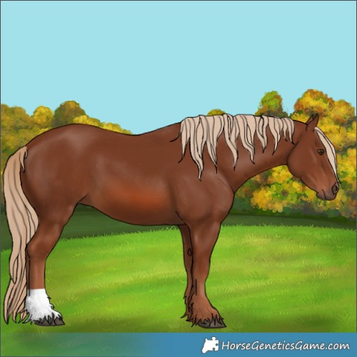 Horse Color:Chestnut 