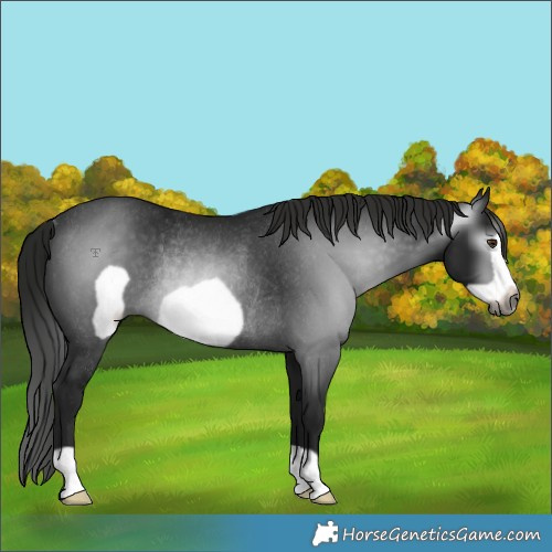 Horse Color:Gray Black Frame Rabicano 