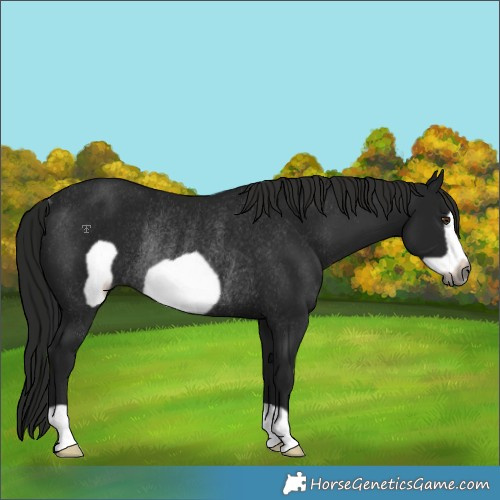 Horse Color:Gray Black Frame Rabicano 