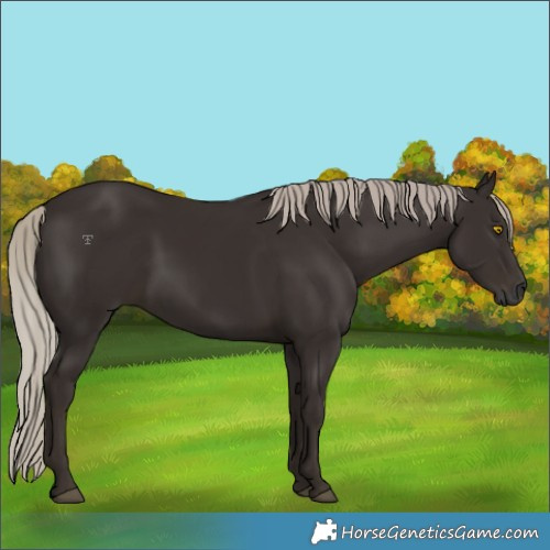 Horse Color:Gray Silver Black Rabicano 