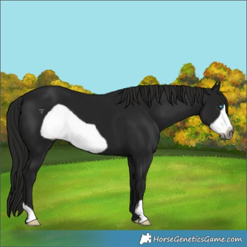 Horse Color:Gray Black Frame 