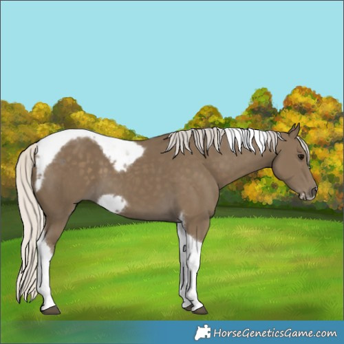 Horse Color:Silver Smoky Black Tobiano Frame 