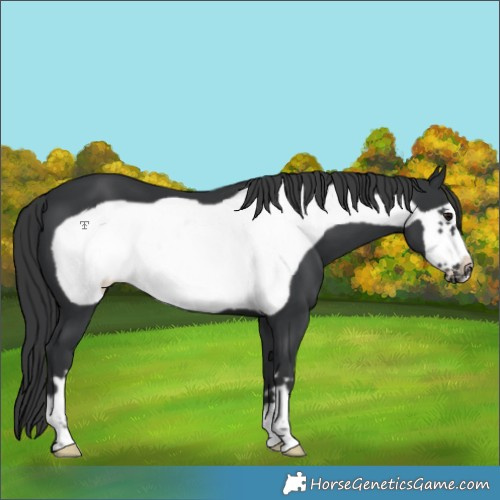 Horse Color:Black Frame 