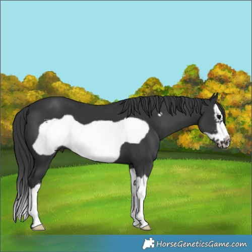 Horse Color:Black Sabino Splash Frame 