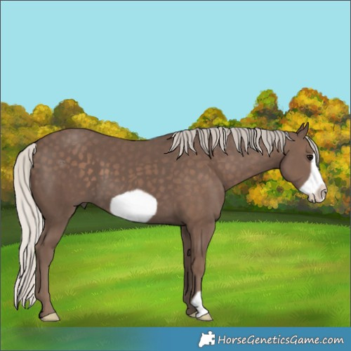 Horse Color:Silver Black Frame 