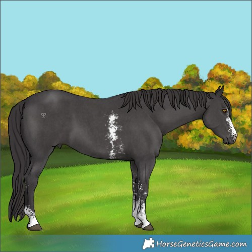 Horse Color:Smoky Black Sabino 