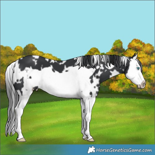 Horse Color:White Spotted Black Splash Frame 