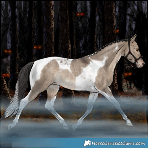 Horse Color:Brown Dun Tobiano Appaloosa Rabicano 