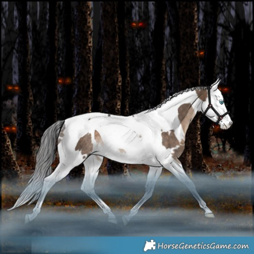 Horse Color:White Spotted Bay Dun Splash Tobiano Rabicano