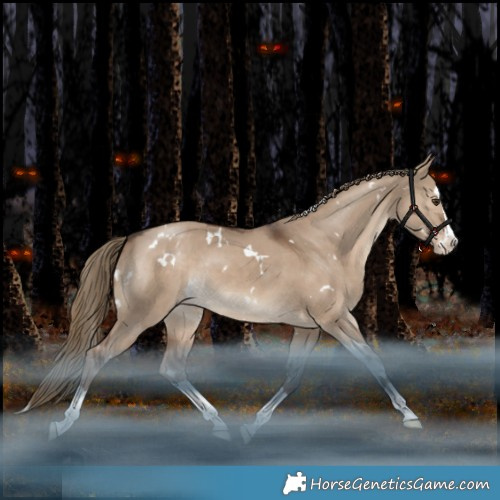 Horse Color:White Spotted Liver Red Dun Splash Appaloosa Rabicano 