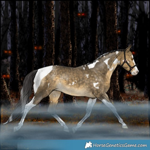 Horse Color:White Spotted Buckskin Dun Splash Tobiano Rabicano 