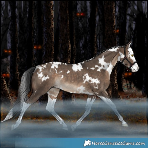Horse Color:White Spotted Brown Dun Splash Rabicano 