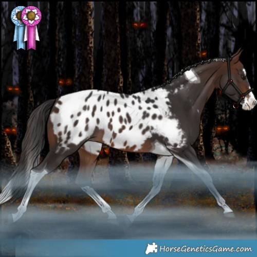 Horse Color:Brown Splash Tobiano Appaloosa Rabicano