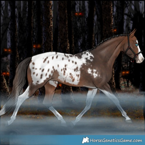 Horse Color:Bay Splash Tobiano Appaloosa Rabicano
