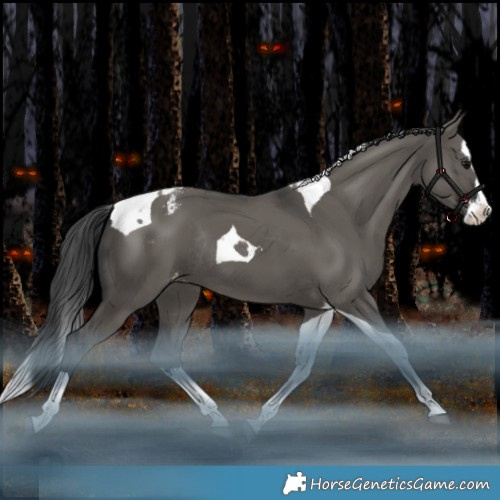 Horse Color:Grullo Splash Tobiano Appaloosa Rabicano 