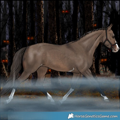 Horse Color:Brown Dun Splash Tobiano Appaloosa Rabicano