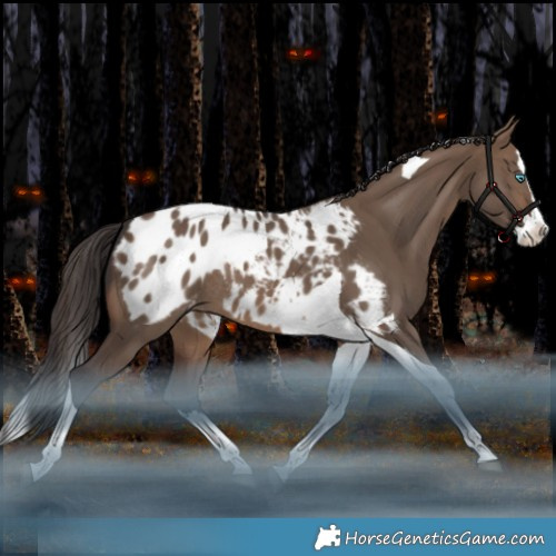 Horse Color:Brown Dun Splash Tobiano Appaloosa Rabicano
