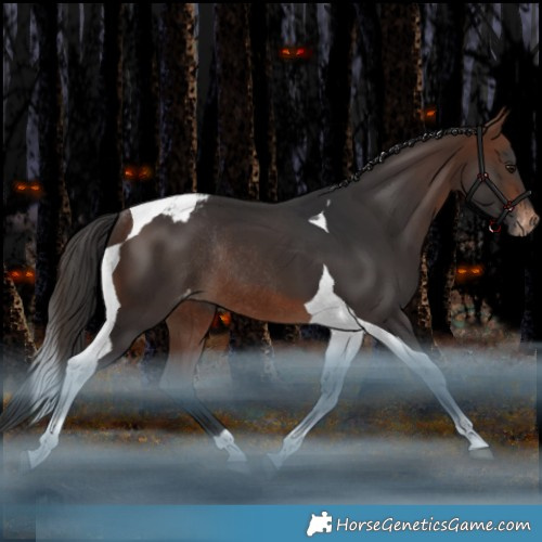 Horse Color:Brown Tobiano Appaloosa Rabicano