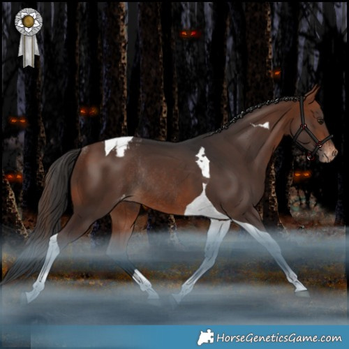 Horse Color:Bay Tobiano Appaloosa Rabicano 