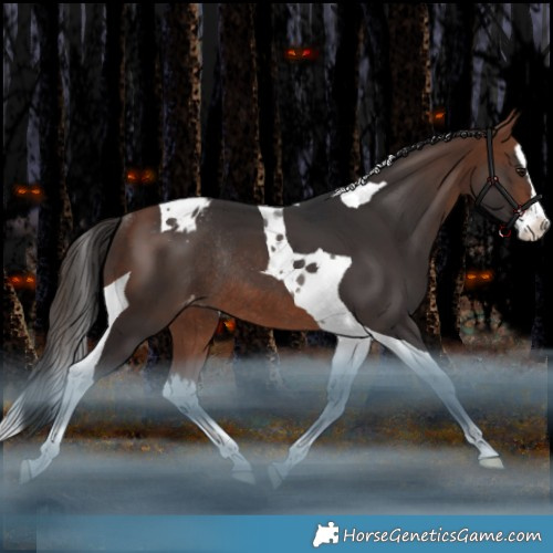 Horse Color:Bay Splash Tobiano Appaloosa Rabicano