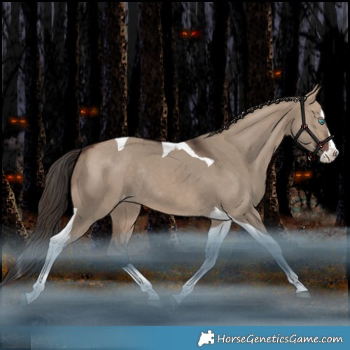 Horse Color:Brown Dun Splash Tobiano Appaloosa Rabicano 