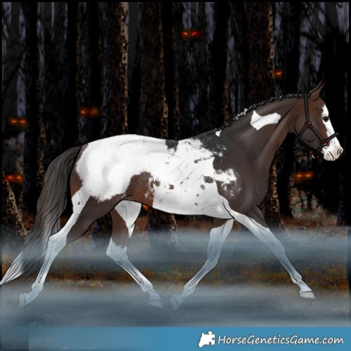 Horse Color:Brown Splash Tobiano Appaloosa Rabicano 