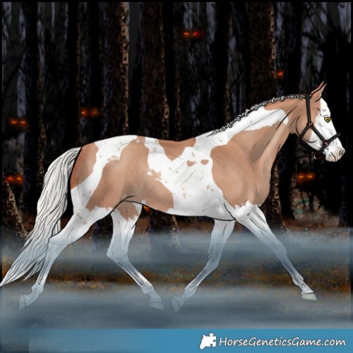 Horse Color:Silver Amber Champagne Splash Tobiano Appaloosa Rabicano 
