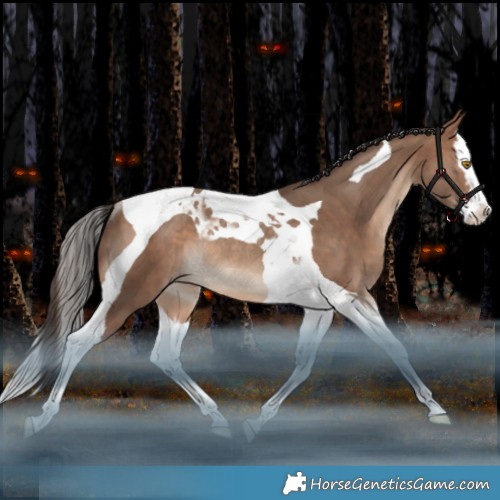 Horse Color:Sable Champagne Splash Tobiano Rabicano 