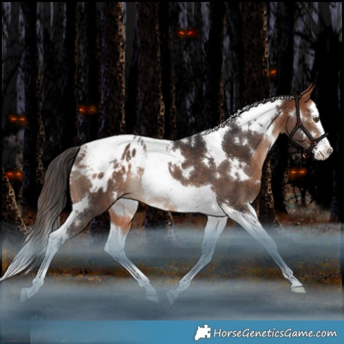 Horse Color:White Spotted Bay Splash Tobiano Appaloosa Rabicano