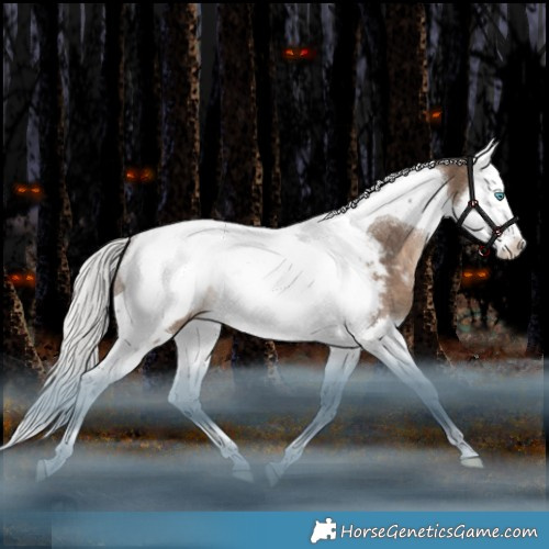 Horse Color:Silver Brown Dun Splash Tobiano Appaloosa Rabicano