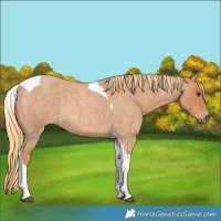 Horse Color:Red Roan Tobiano
