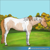 Horse Color:Red Roan Tobiano