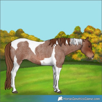 Horse Color:Red Roan Tobiano