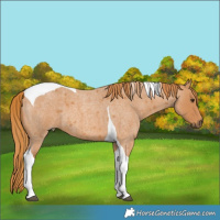 Horse Color:Red Roan Tobiano