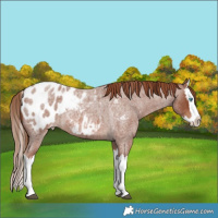 Horse Color:Red Roan Splash Appaloosa