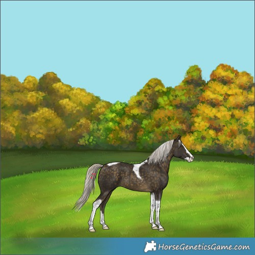 Horse Color:Silver Buckskin Splash Tobiano