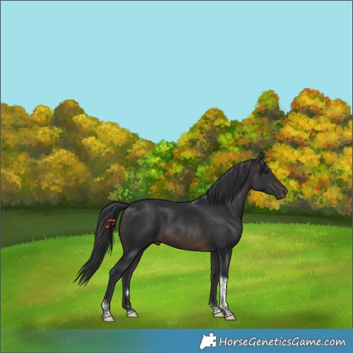 Horse Color:Brown Tobiano 
