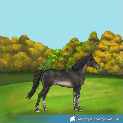 Horse Color:Brown Tobiano 