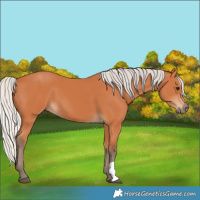 Horse Color:Silver Bay 
